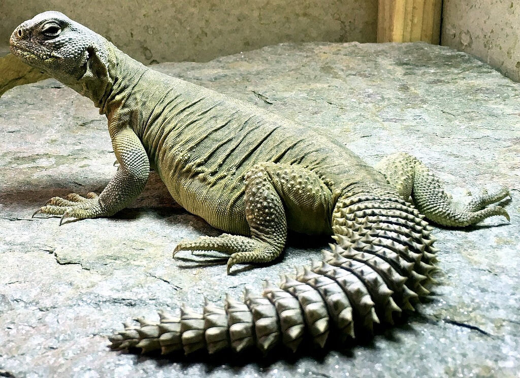 Шипохвост похож на растолстевшую доисторическую рептилию. Это ящерица семейства агамовых. Обитает в Африке, Сенегале, Египте.
