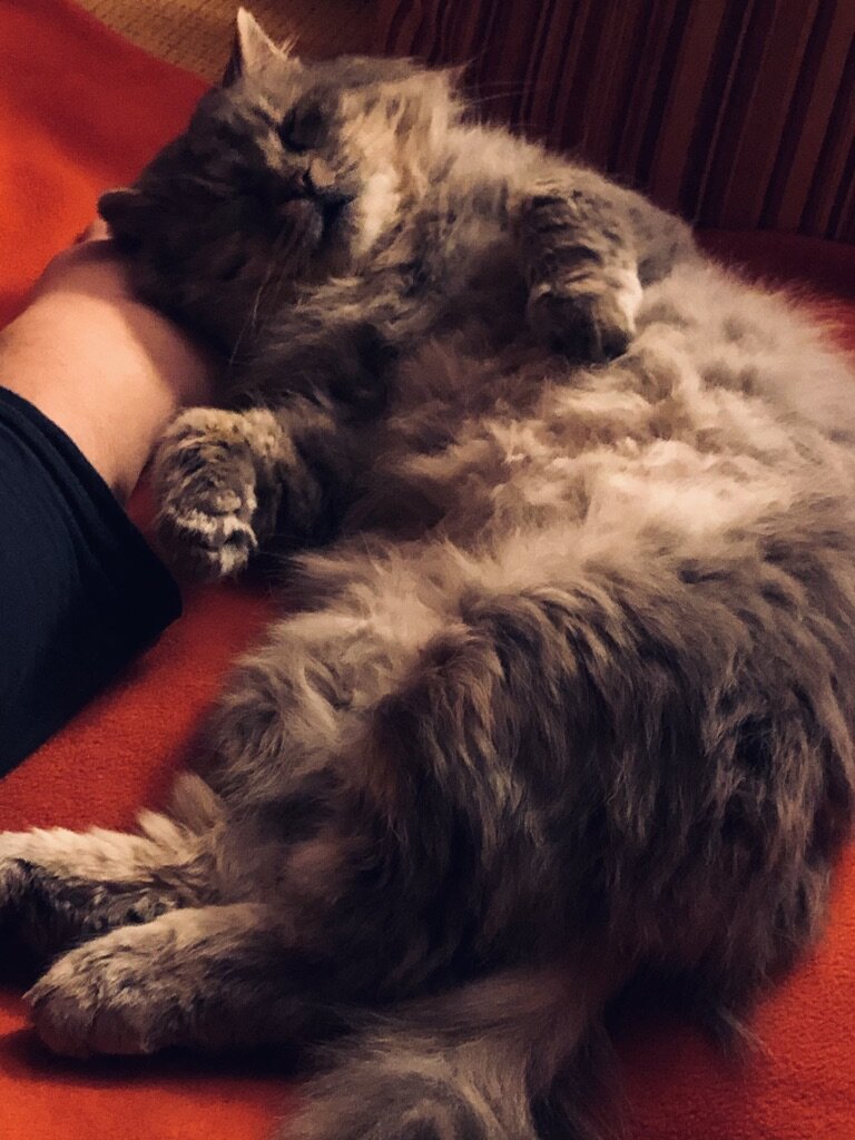 Поспать на хозяине - святое дело!