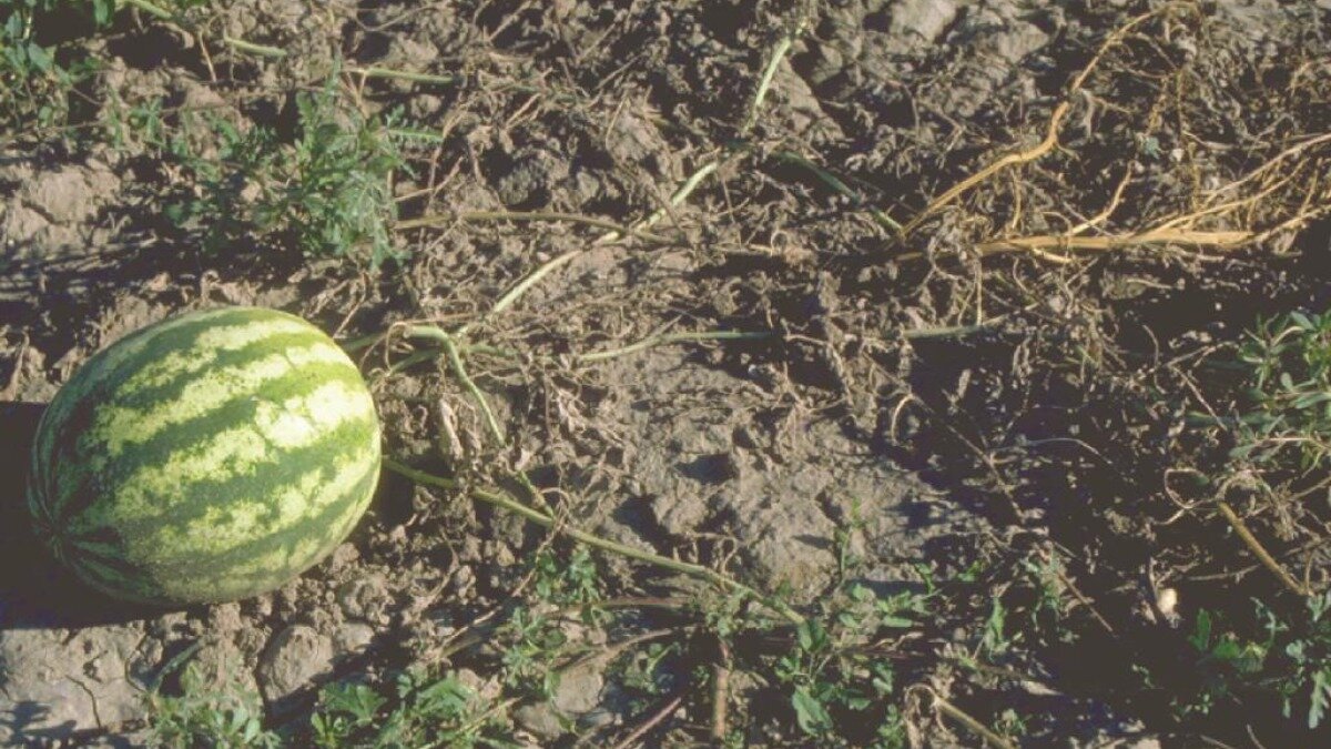 Фото:www.syngenta.kz Фузариозное увядание на арбузах.