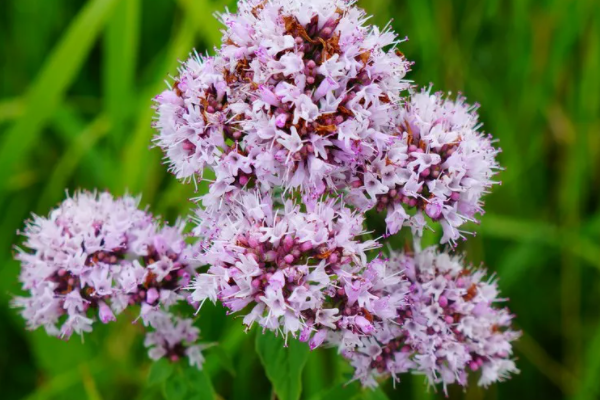 Цветущий орегано