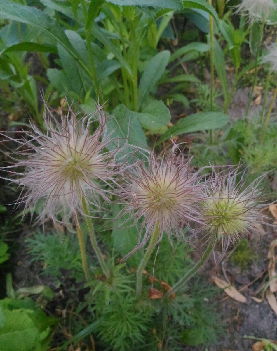 Семена прострела созревают.