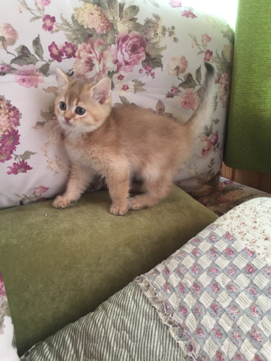 Баксик