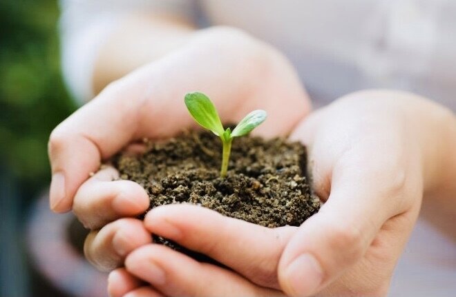 #дача и огород #помидоры #дачники #советы дачникам 