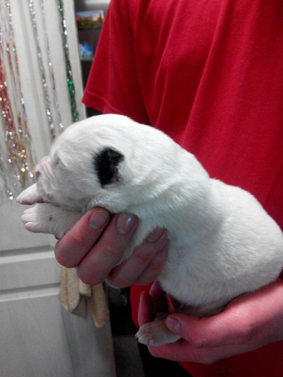 Щеночкам 3 дня