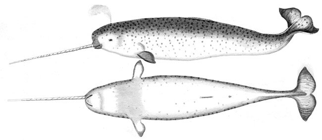 Морские единороги – нарвалы – и их удивительные бивни | Аква-Космос | Дзен