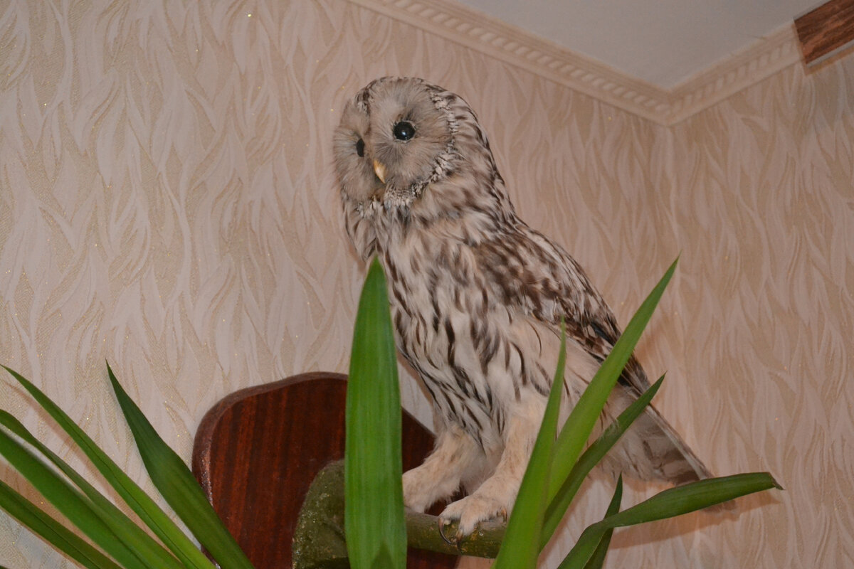 Чучело длиннохвостой неясыти.