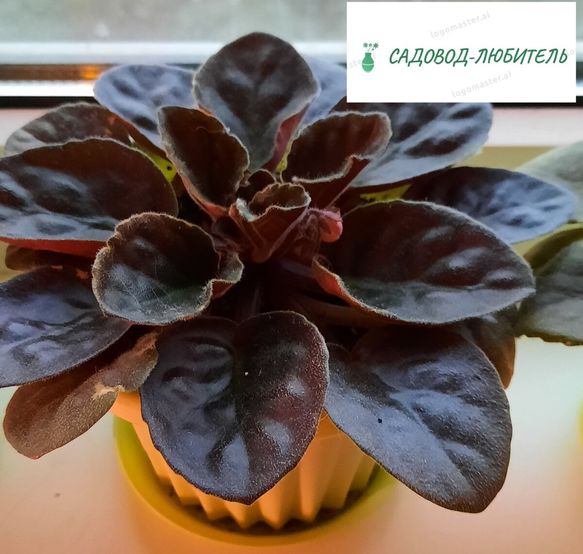 Уже с цветоносами. Цветочки будут розовые