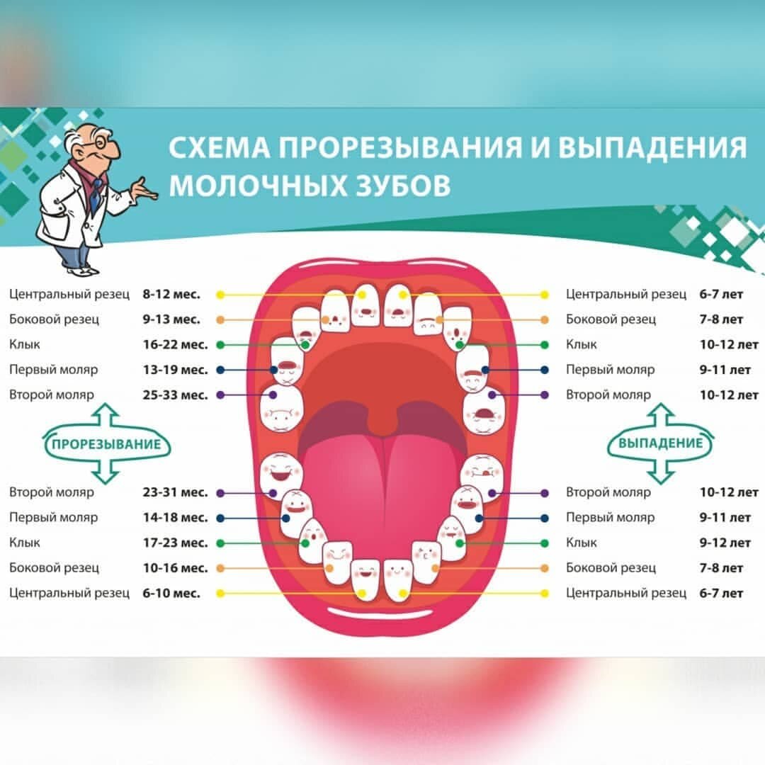 зубы ребенка в 8 лет фото