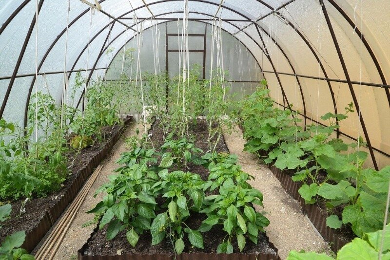 Соблюдение севооборота — очень важный аспект при посадке растений, который многие упускают из виду. (Фото используется по стандартной лицензии ©hozvopros.com)