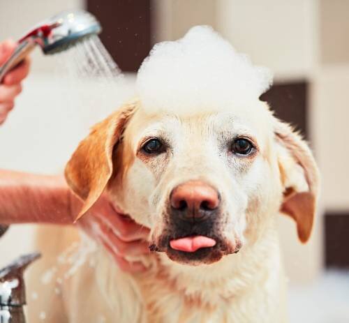 Диагностика перхоти у собаки