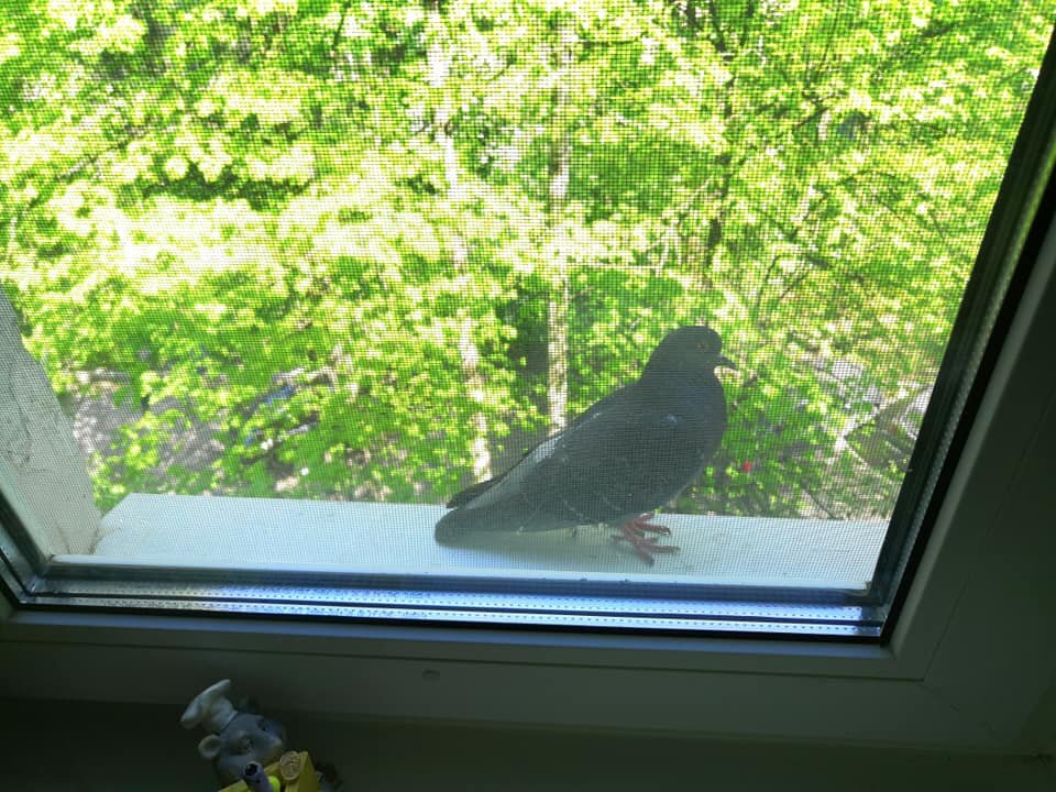 Объявила войну пернатым засранцам