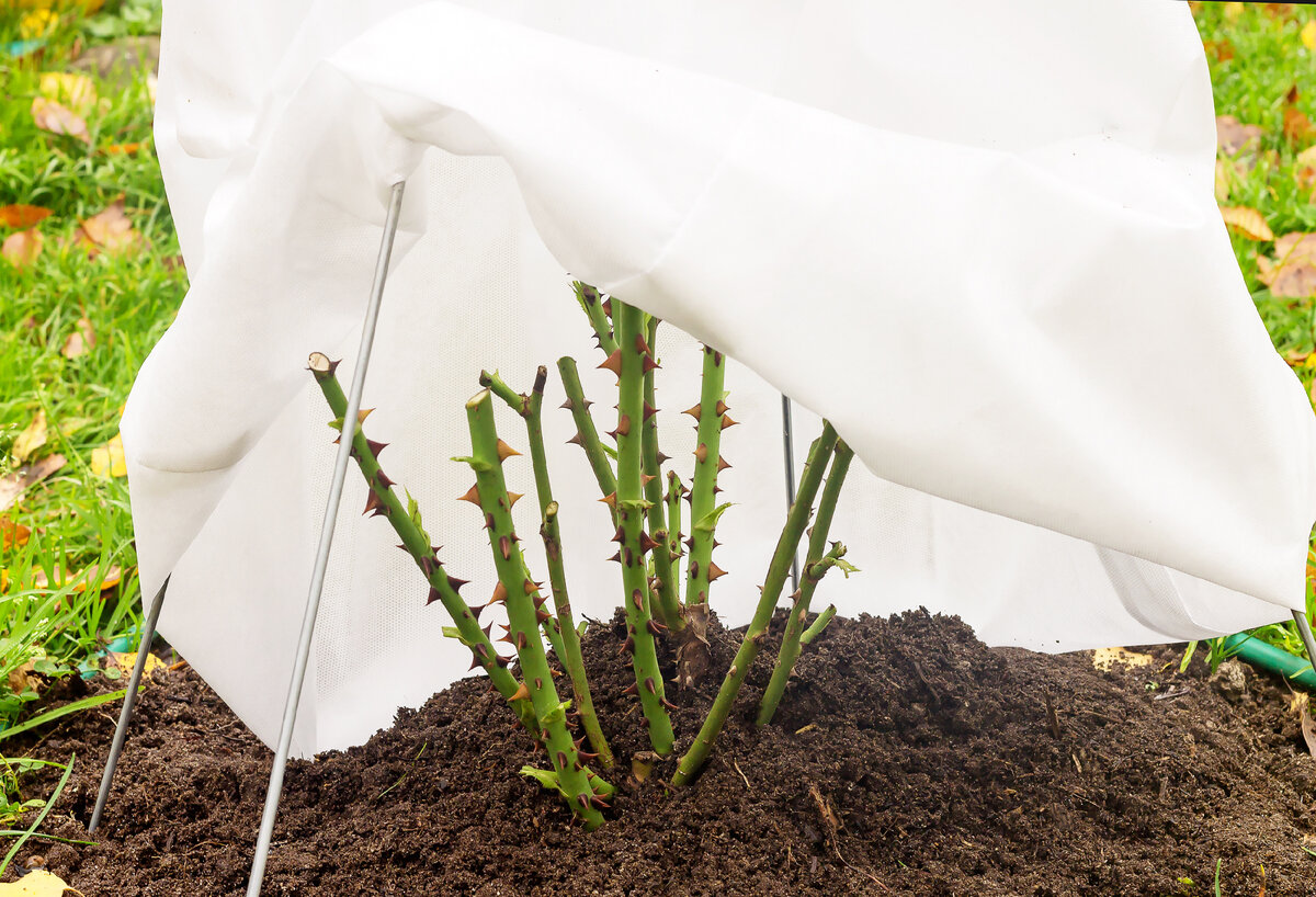 Осенняя обрезка и укрытие роз. 