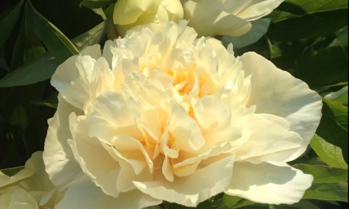 Пышный куст в саду расцвел, привлекая ос и пчел, весь в больших цветах махровых - белых, розовых, бордовых (русская народная загадка)