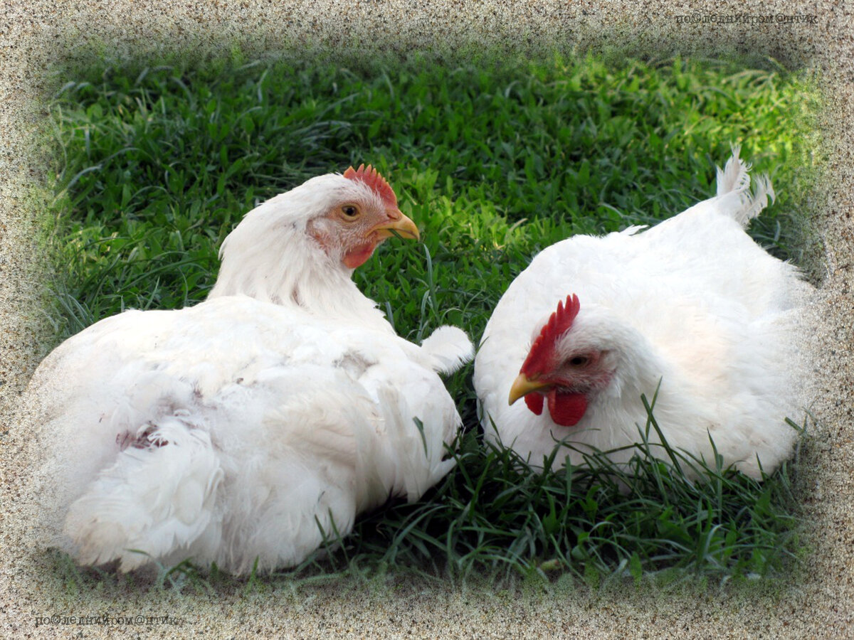 Примерно такие выросли в конце лета