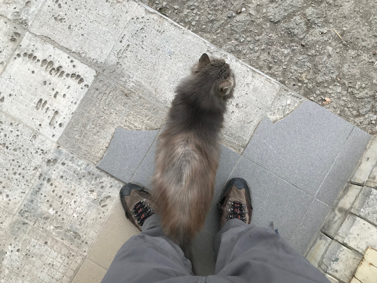 Котяра у моих ног