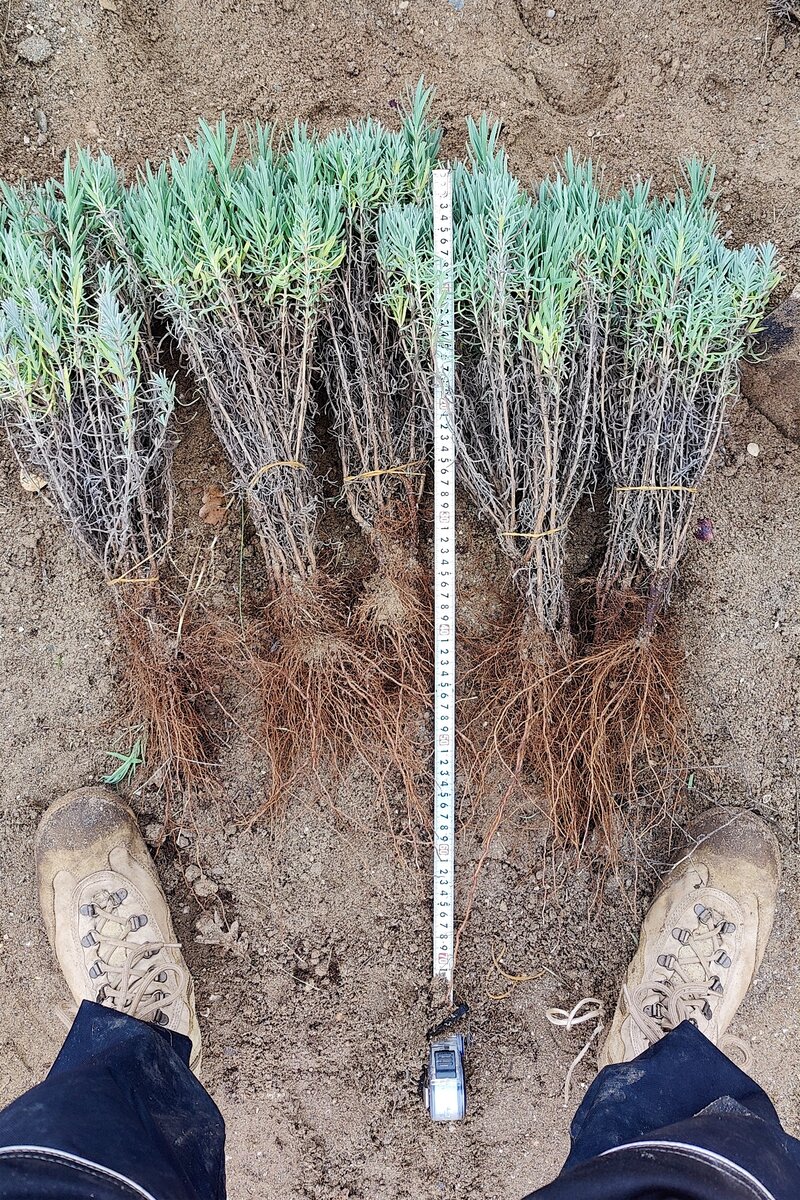 Пучки органических саженцев Лаванды ОКС (1 год)