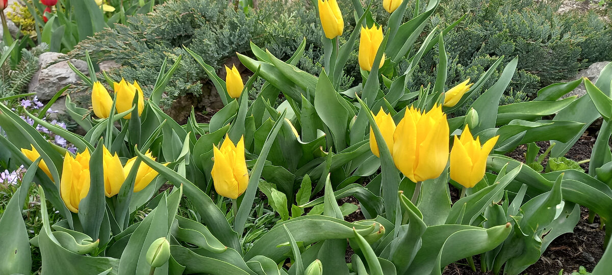 культурные тюльпаны