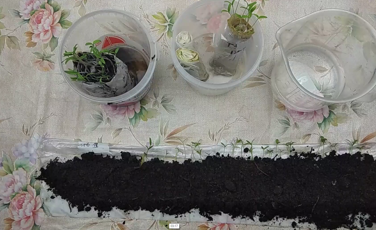 В свёрток с семенами, пророщенными в Экопине, мне пришлось добавить земли, и пикировать рассаду томатов намного позже.