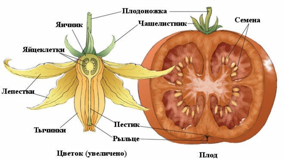 Диаграмма цветка томата