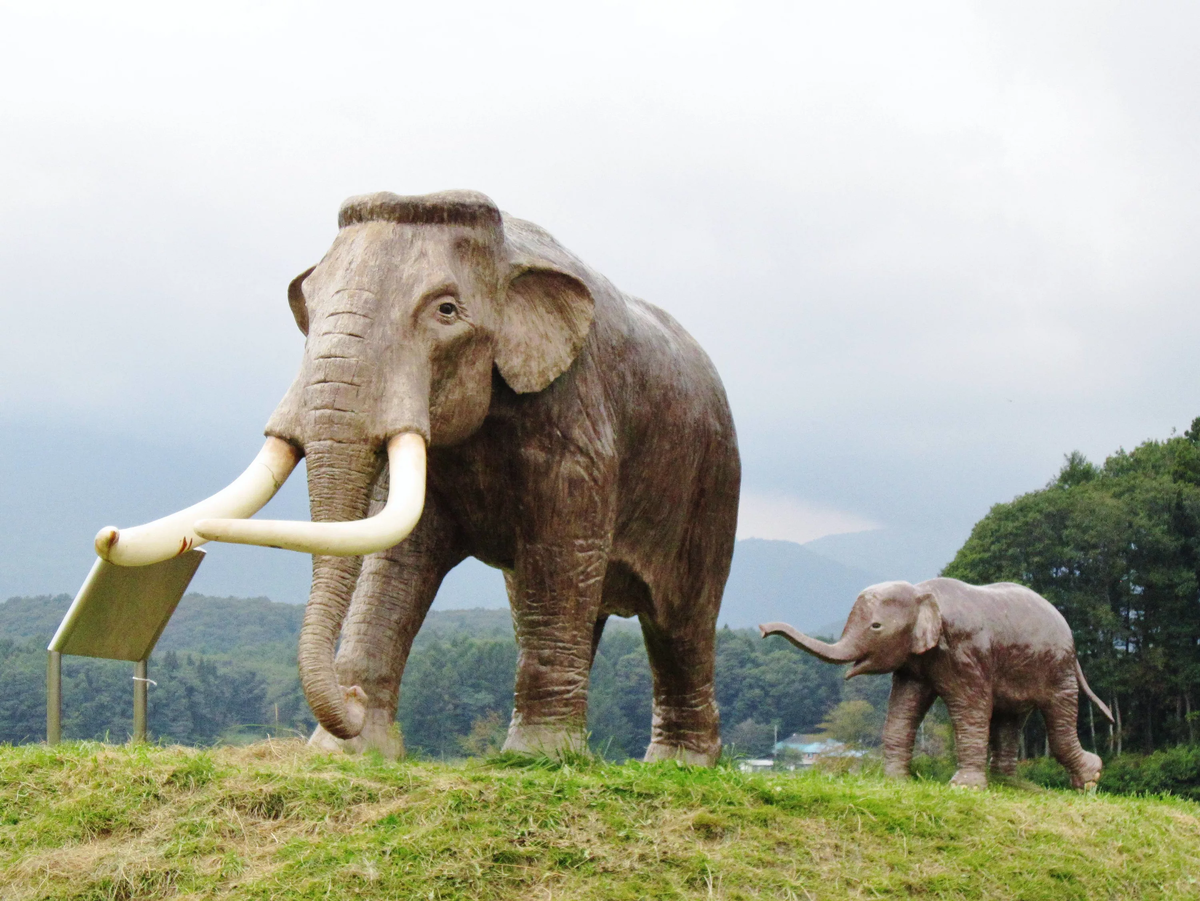 Слон Науман