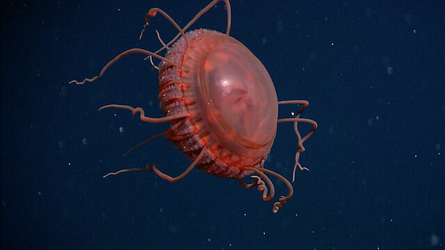 Источник: MBARI   