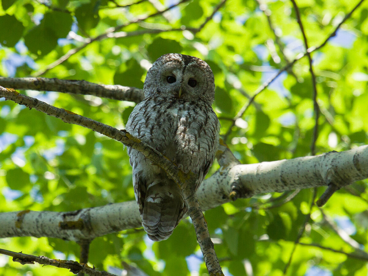 Серая неясыть. Сера