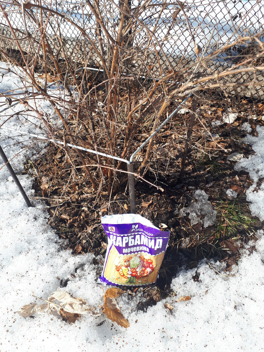 Подкормка кустов весной. 