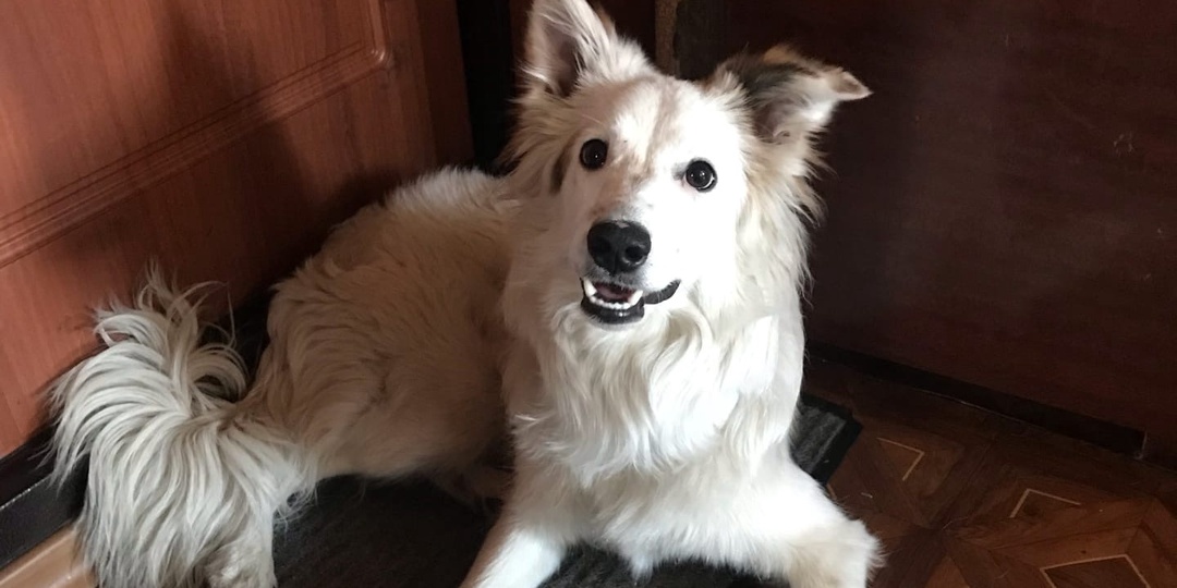 Срочно нужен дом.