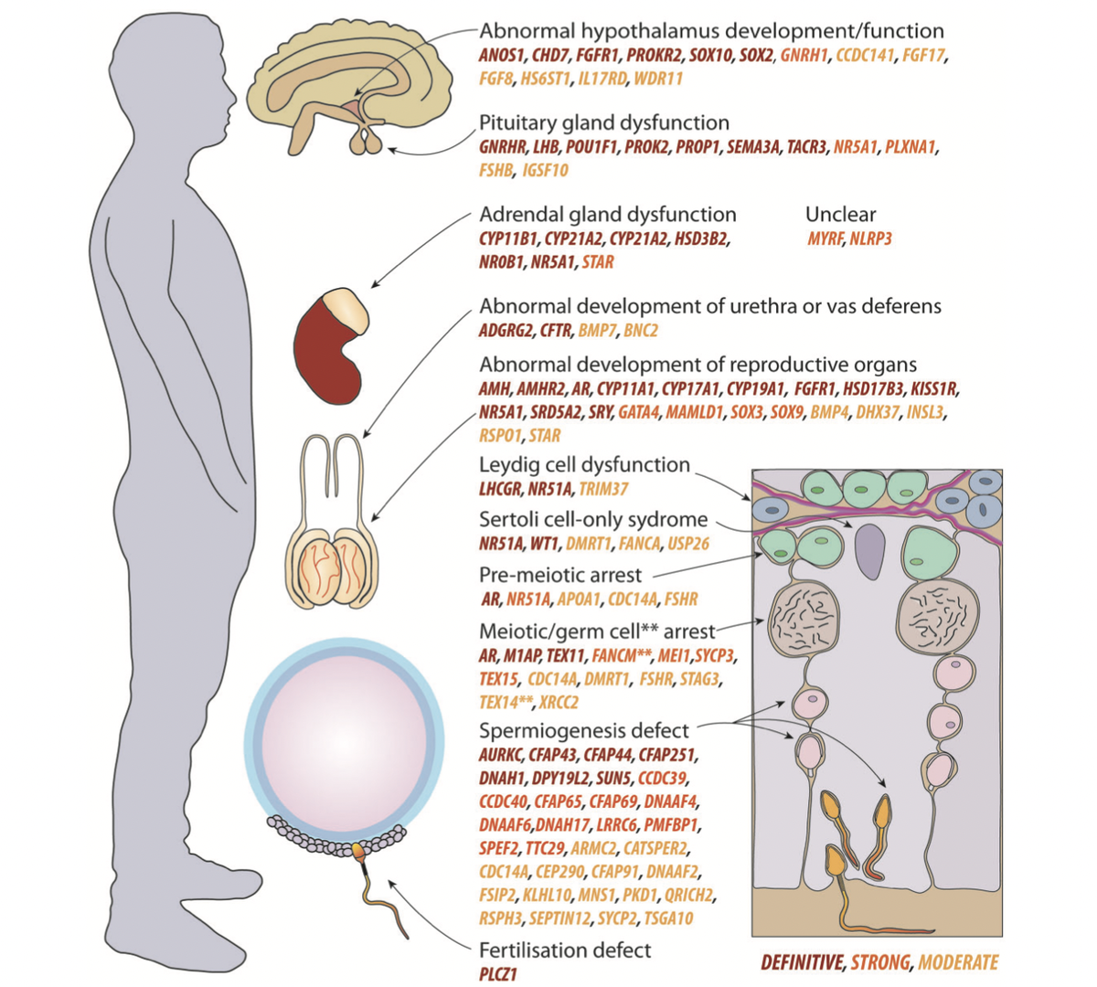 Обзор всех генов, связанных с  мужским бесплодием. Точно установленные   гены отмечены красным цветом, сильно связанные — оранжевым, умеренно — желтым.
