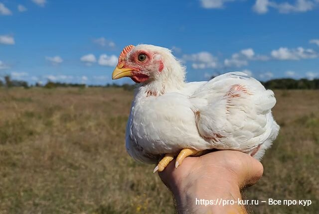 Кормление бройлеров — разбираем все тонкости правильного рациона