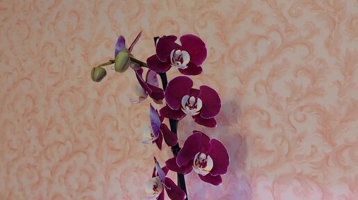 Мои НОВИНКИ орхидей по 300 руб .Зима 21-22г.