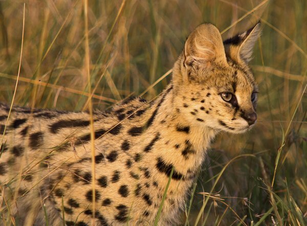 Дикая кошка