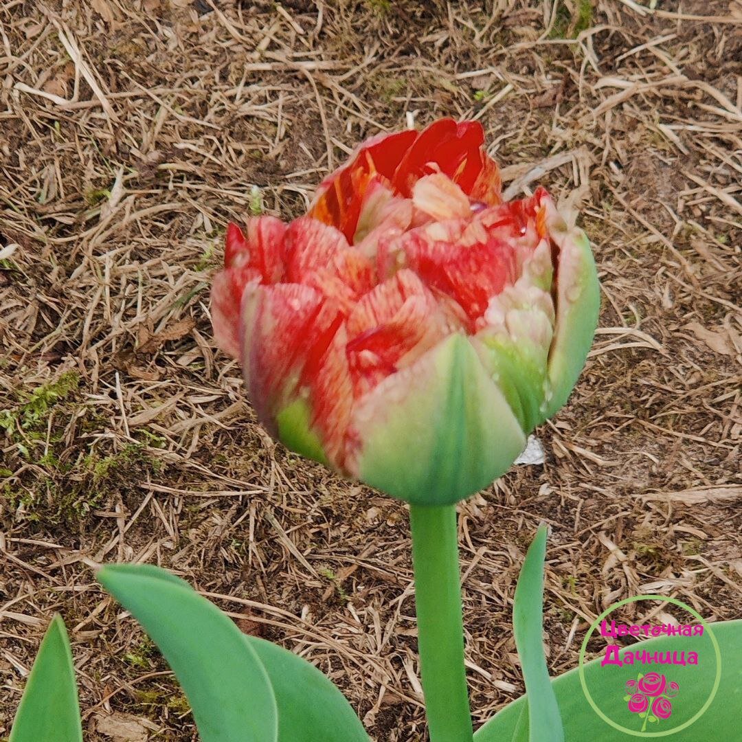 Не красавчик, но молодец, что выжил Tulip Apricot Parrot, попугайчик