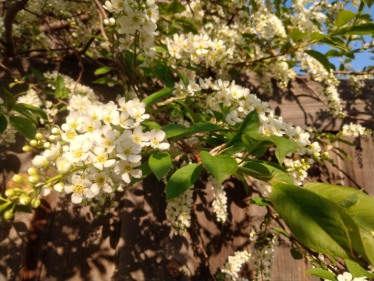 Это другая черемуха, но тоже цветет...