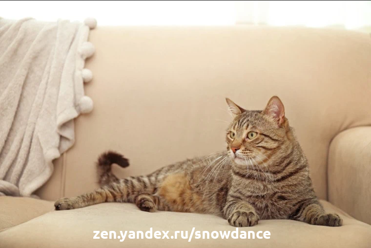 Как защитить мебель от кошек: 5 советов и рекомендаций | КотоВедение | Дзен