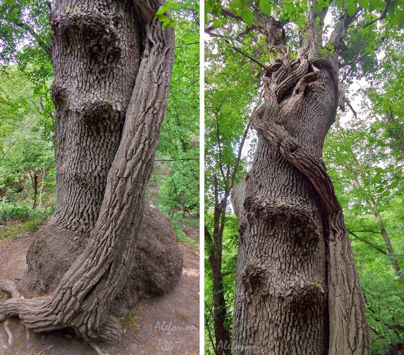 Монументальная пара на входе в место силы — Дуб и Плющ. Дуб в диаметре метра полтора. Плющ у корня тоже внушительный.
