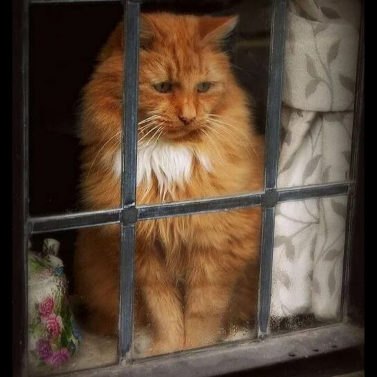 Кот за решеткой картинки