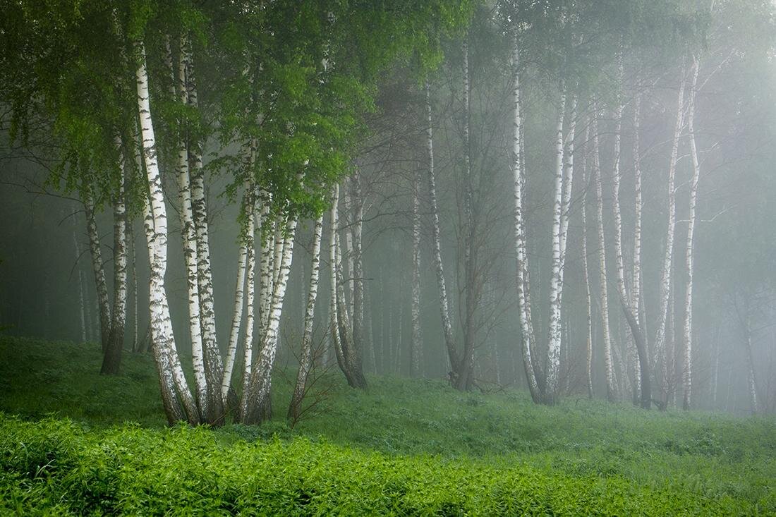 Мир людей и Природы стремительно меняется... Куда? И как жить-быть?