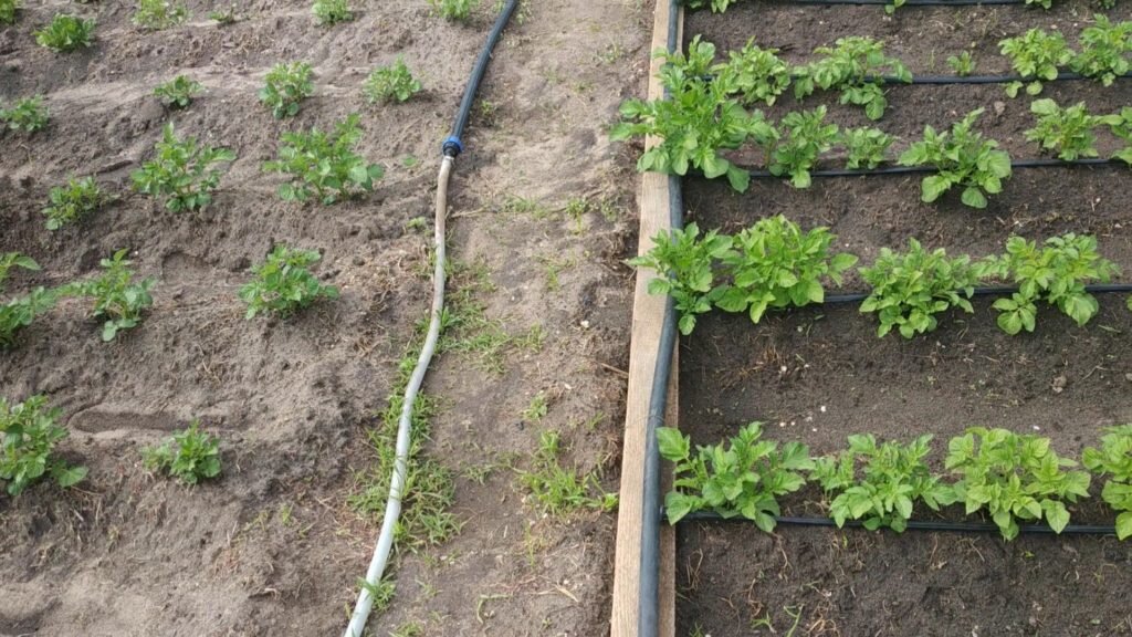 Слева поливается дождевалкой, справа - капельный полив