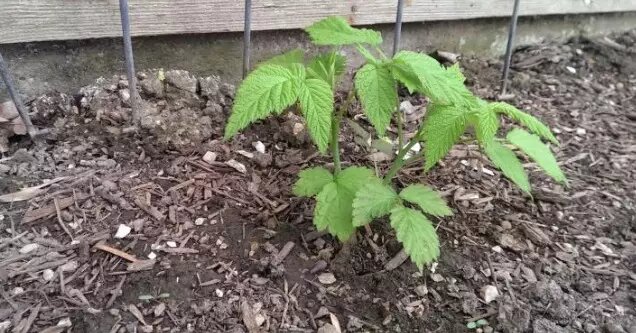 Фото: место для посадки должно быть без затенений и подтопления