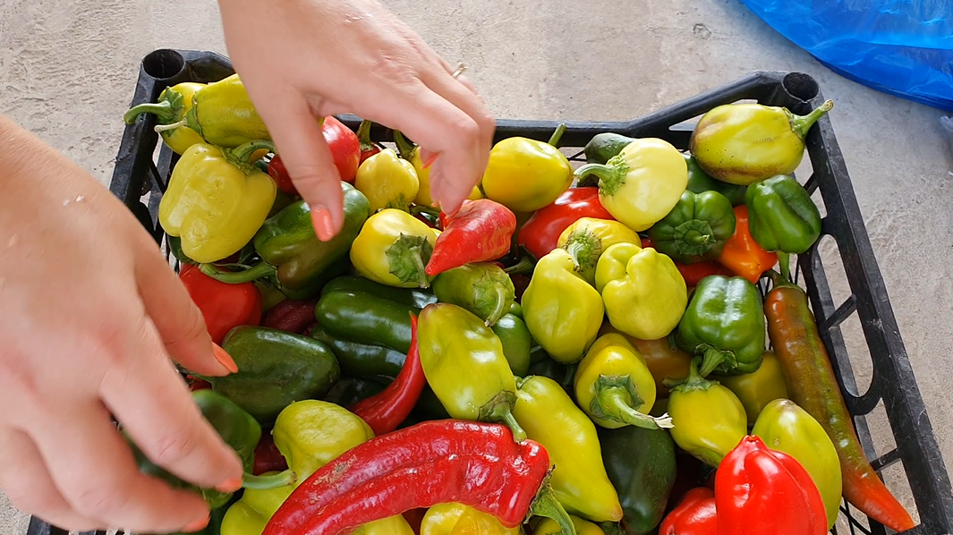 Урожай перчика прошлого года