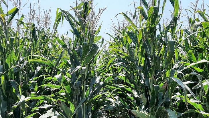    Проверка на хрупкость: Bayer использует вертолеты для испытаний гибридов кукурузы ветром