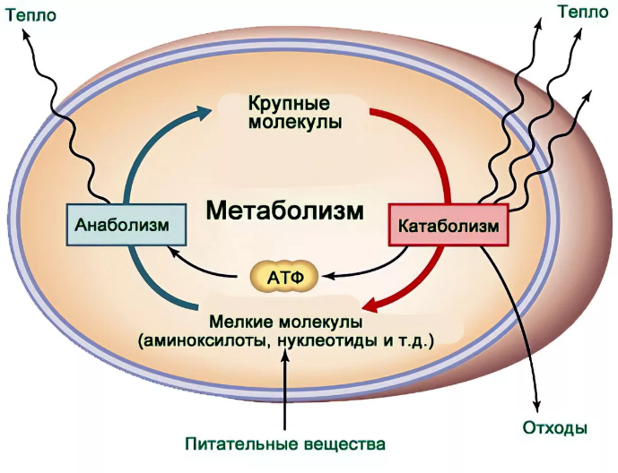 Яндекс. Картинки