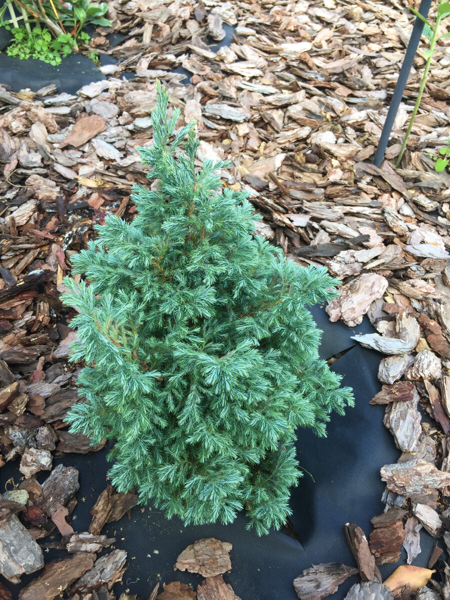 Кипарисовик горохоплодный Булевард (Chamaecyparis pisifera Boulevard)