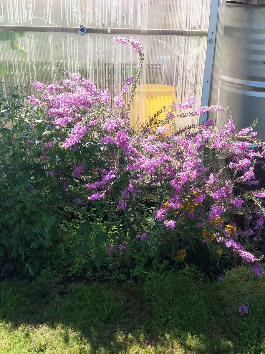 Вероника неприхотлива и удивительно разнообразна по высоте - от 10 см  до 1,5 м. Её плоские цветки собраны в колосовидные соцветия, которые желательно срезать сразу после цветения. Некоторые ковровые виды сильно разрастаются. 