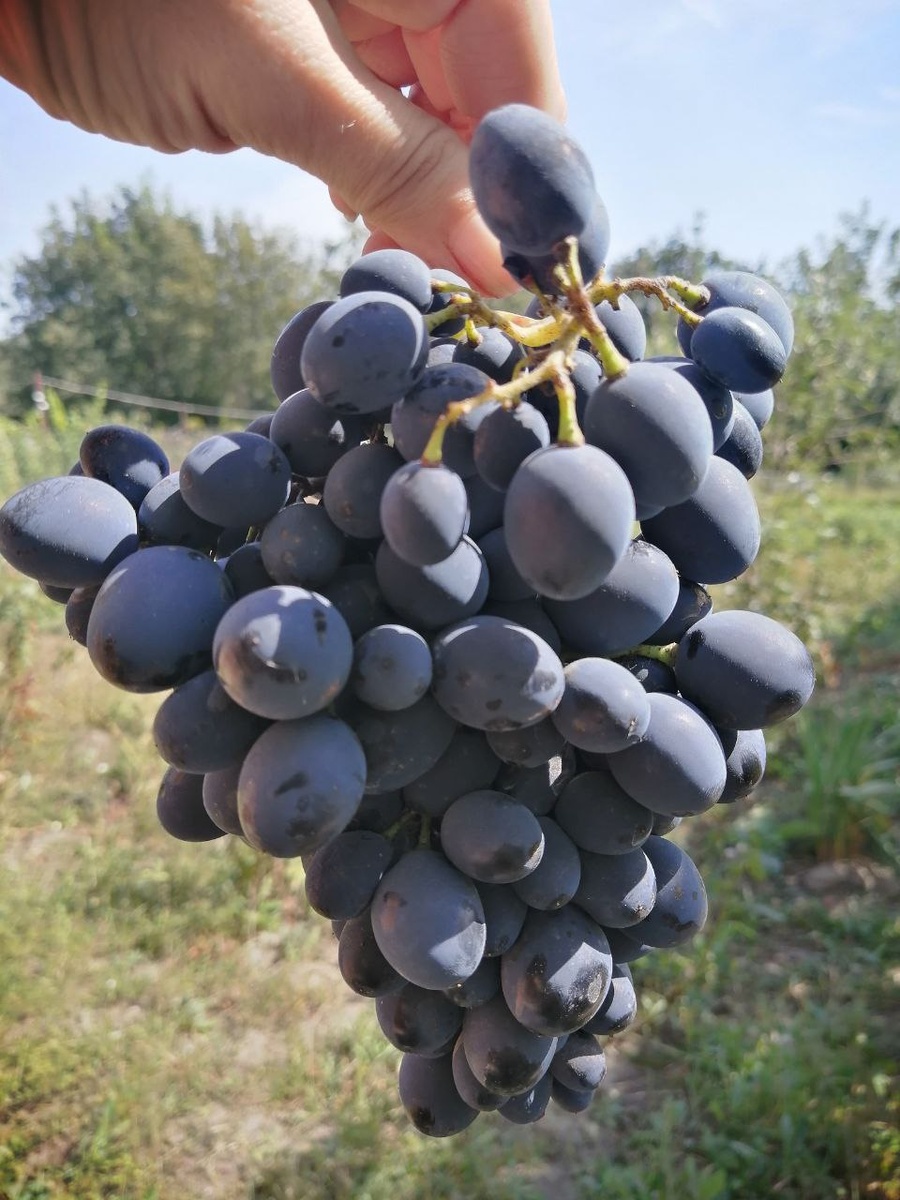 Фото автора. Виноград сорта "Молдова". 