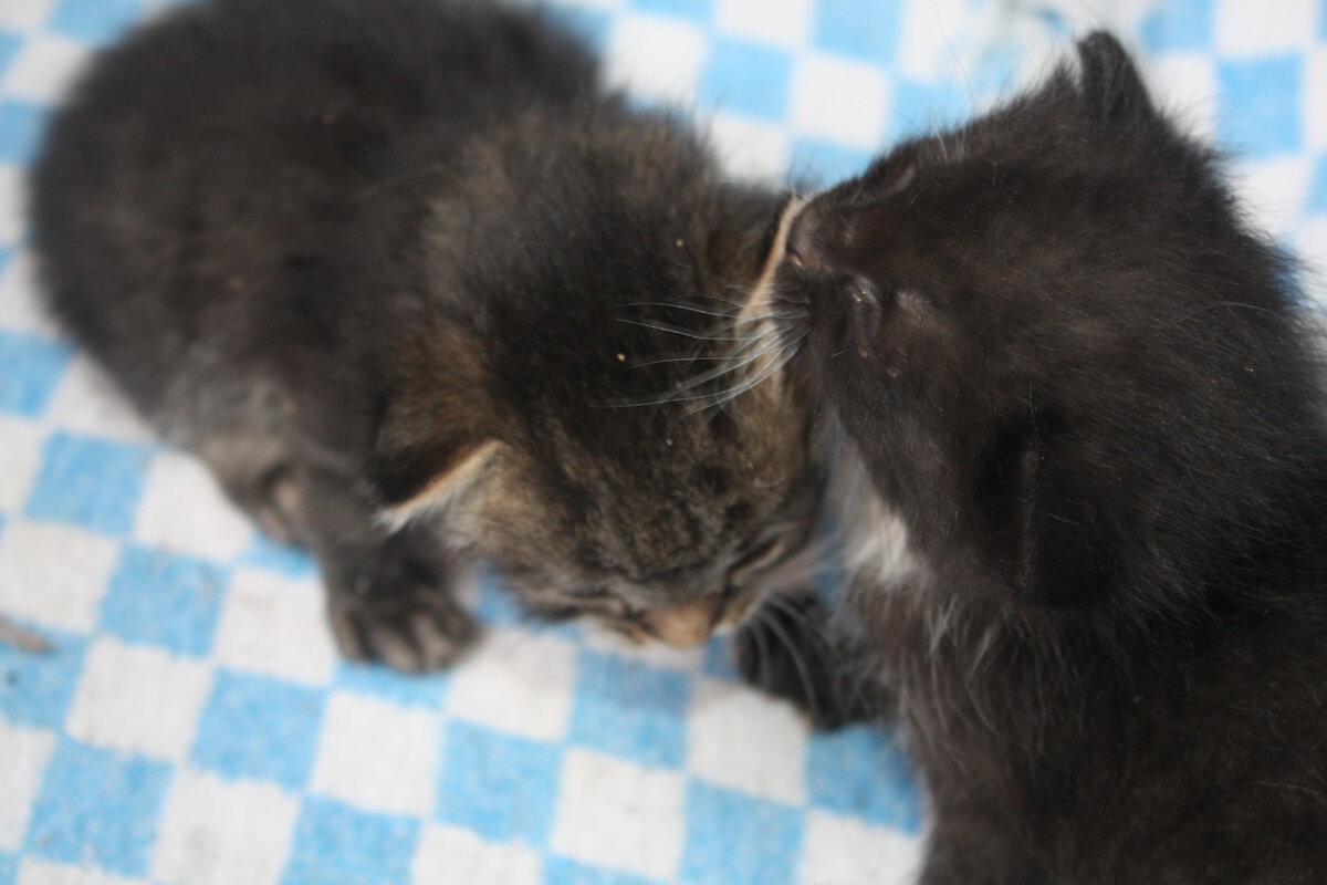 Дружные ребята