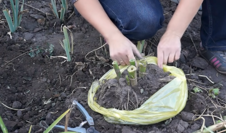 Сроки выкапывания георгин