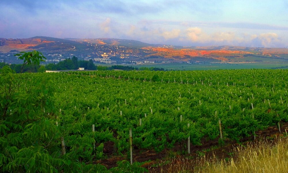 Алупка Крым сады виноградники