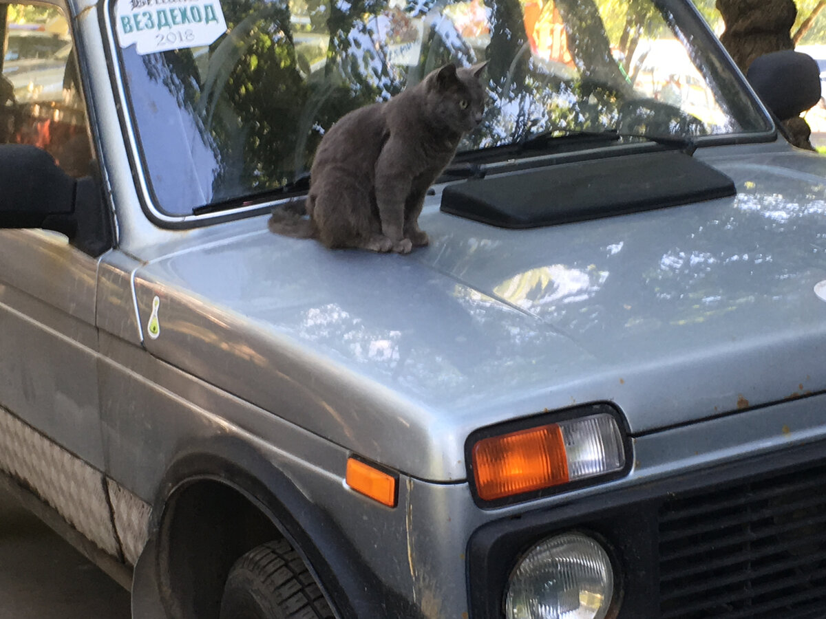 Ну, такой-то «вездеход» везде проедет :) Фото снято автором статьи в Москве